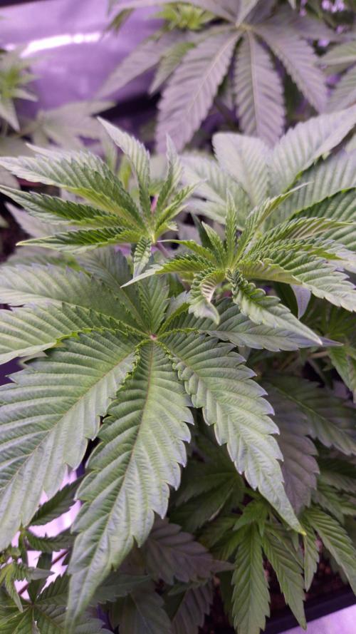 GG4 - FastBuds. Week 5