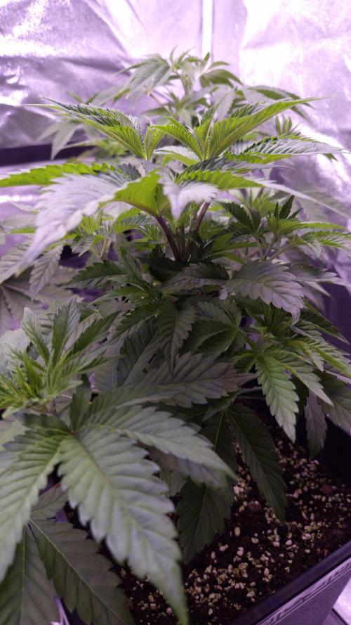 GG4 - FastBuds. Week 5