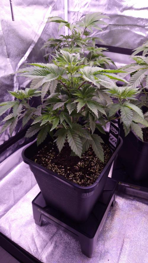 GG4 - FastBuds. Week 5