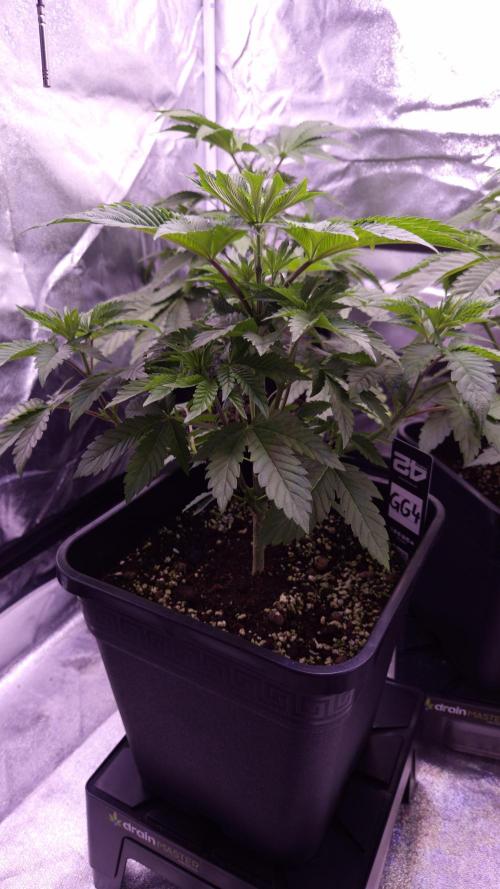 GG4 - FastBuds. Week 5