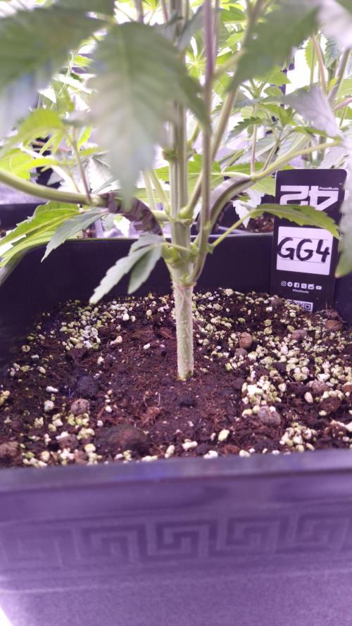 GG4 - FastBuds. Week 5