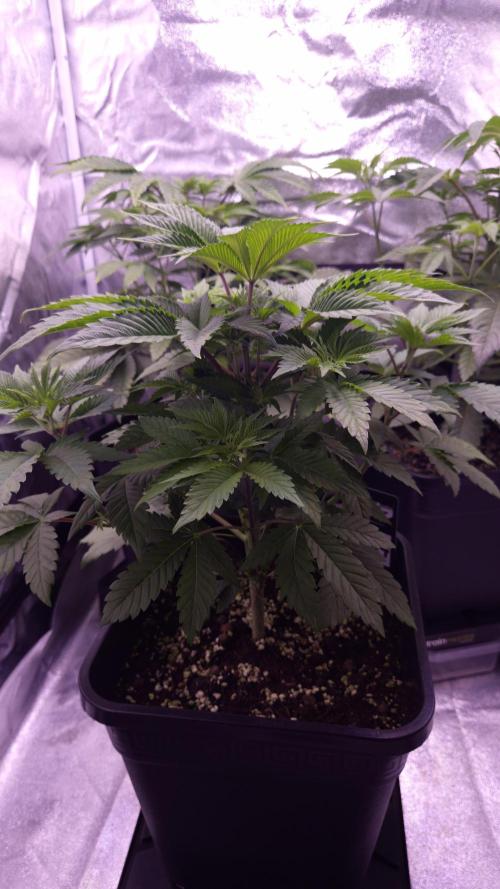 GG4 - FastBuds. Week 5