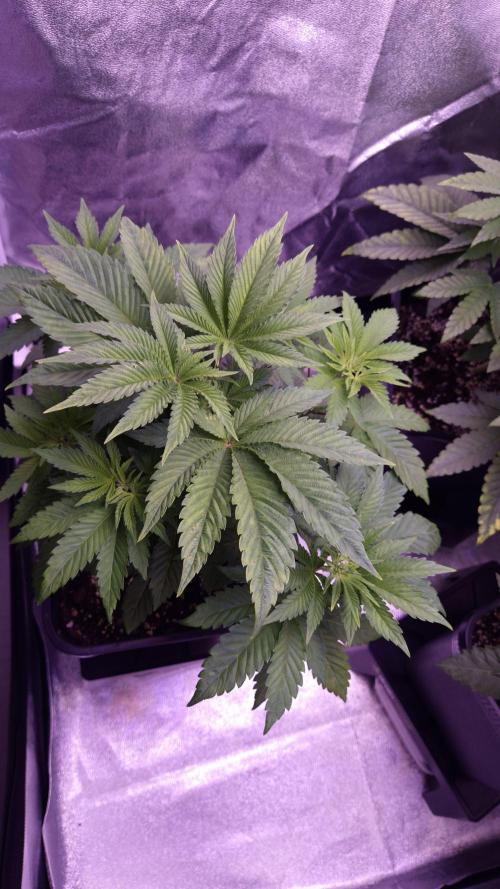 GG4 - FastBuds. Week 5