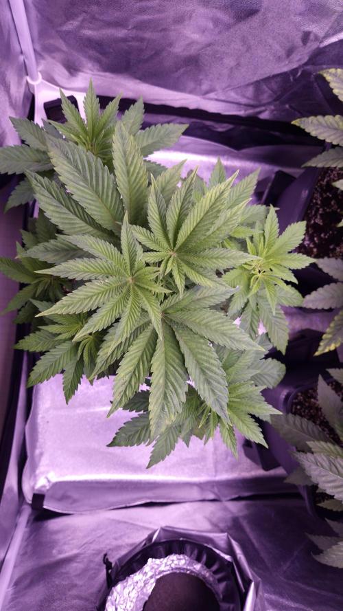 GG4 - FastBuds. Week 5