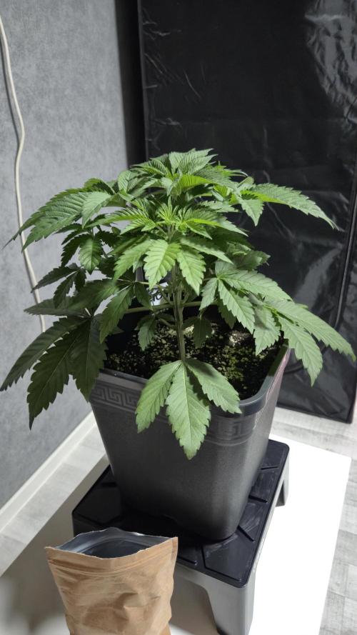 GG4 - FastBuds. Week 5