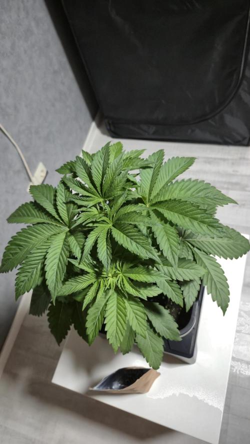 GG4 - FastBuds. Week 5