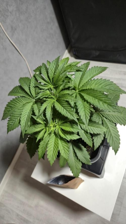 GG4 - FastBuds. Week 5