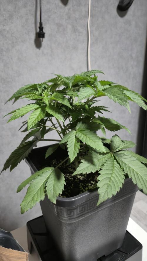 GG4 - FastBuds. Week 5