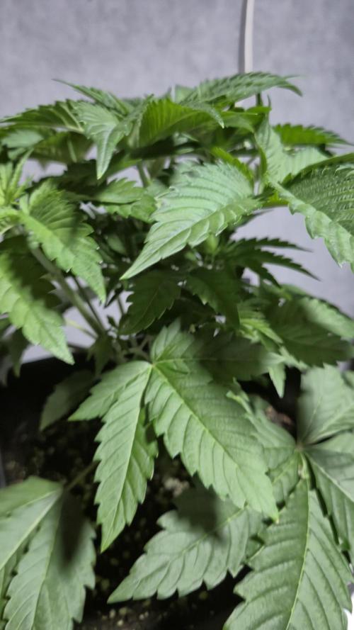 GG4 - FastBuds. Week 5