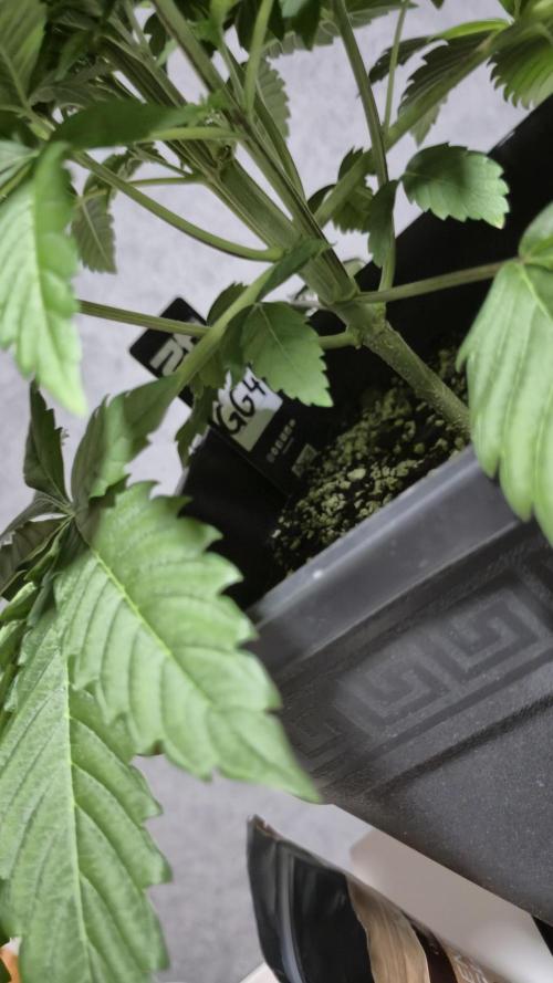 GG4 - FastBuds. Week 5