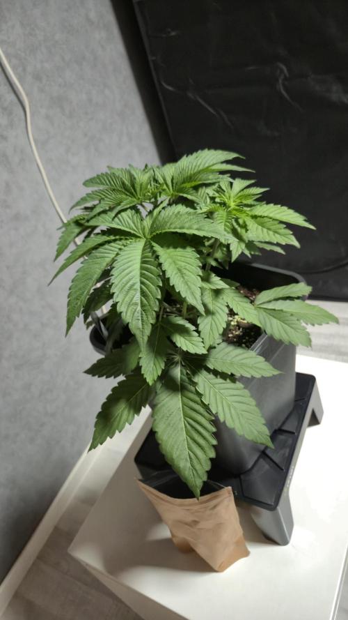 GG4 - FastBuds. Week 5