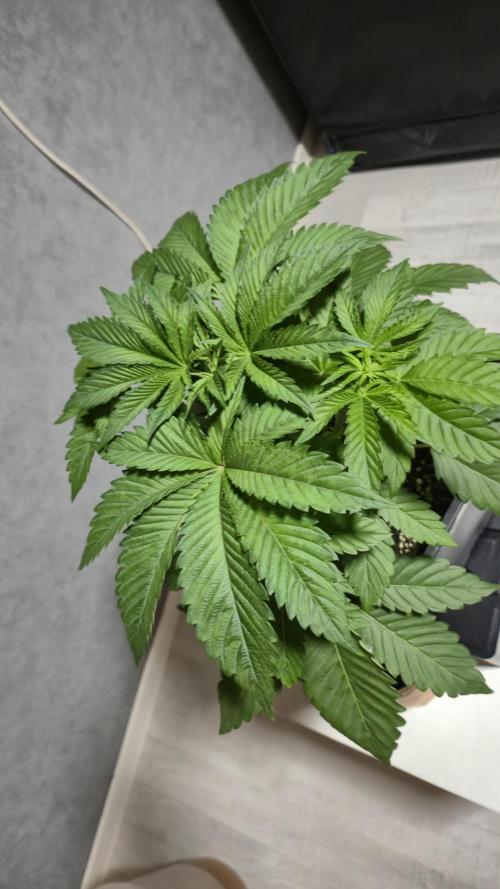 GG4 - FastBuds. Week 5