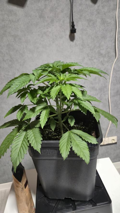 GG4 - FastBuds. Week 5