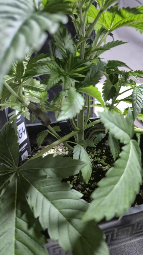 GG4 - FastBuds. Week 5