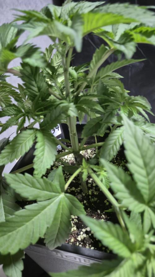 GG4 - FastBuds. Week 5