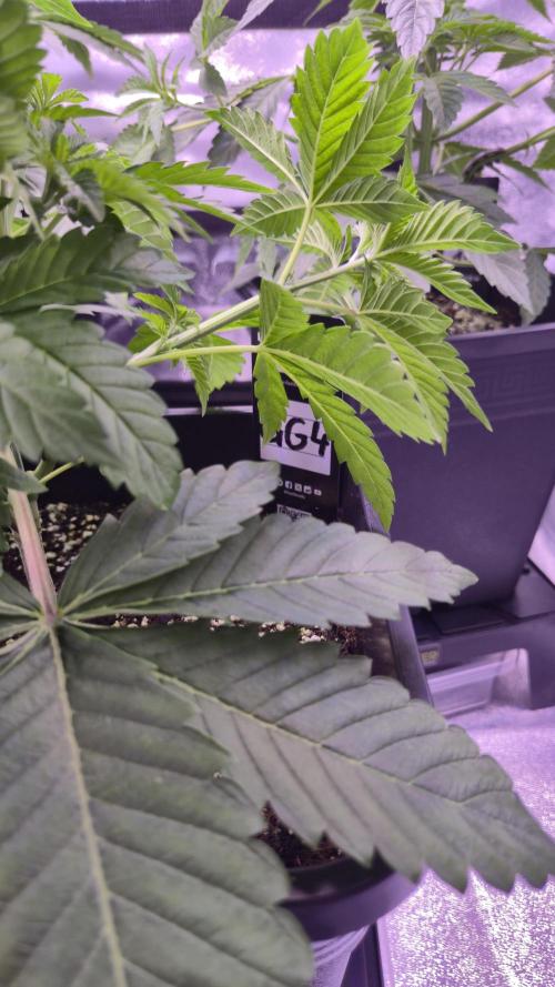 GG4 - FastBuds. Week 5