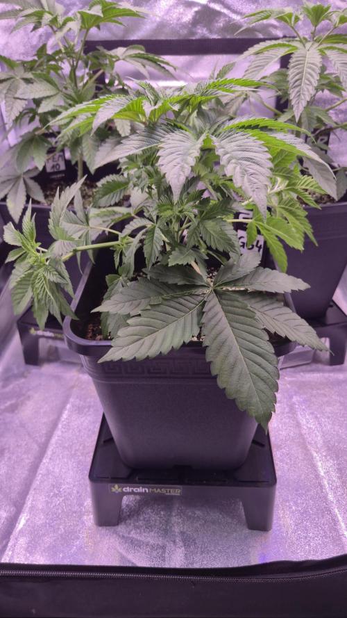 GG4 - FastBuds. Week 5