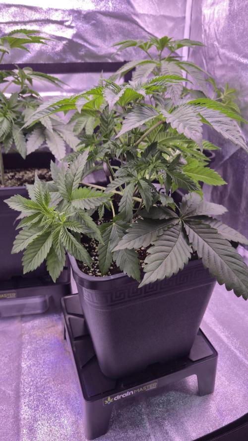 GG4 - FastBuds. Week 5