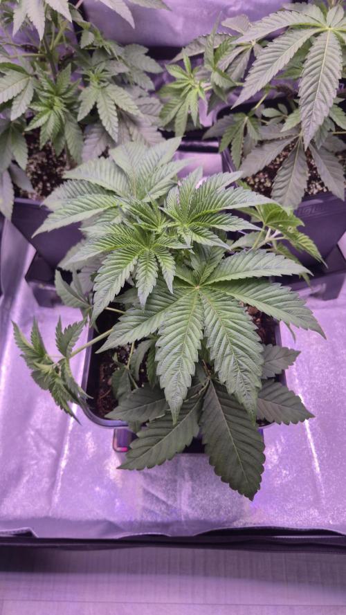 GG4 - FastBuds. Week 5