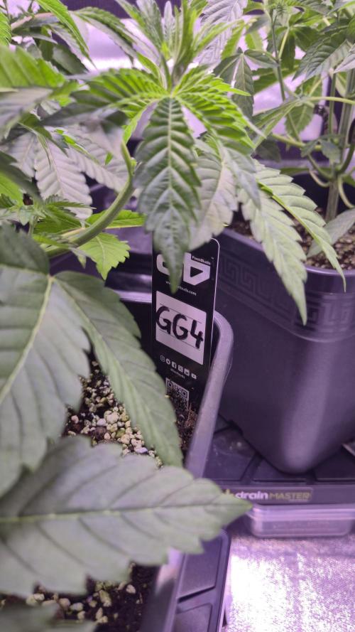 GG4 - FastBuds. Week 5