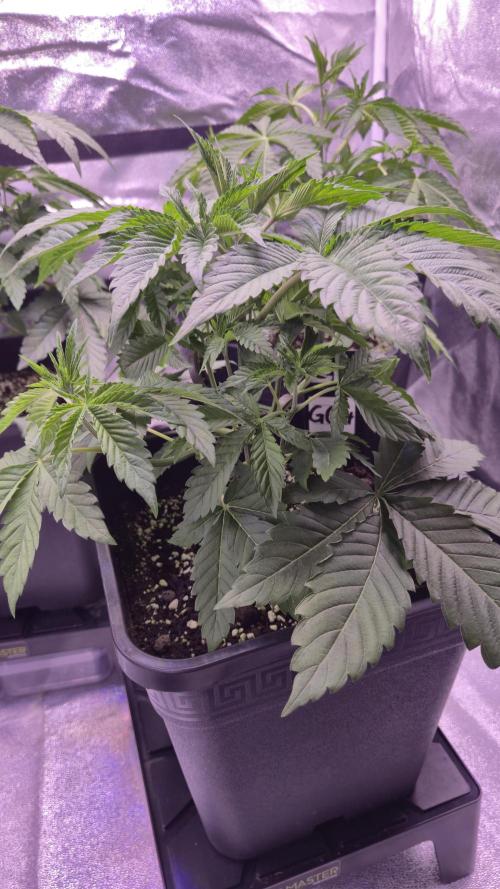 GG4 - FastBuds. Week 5