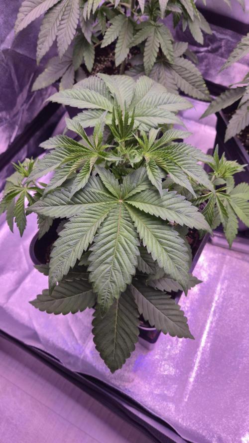 GG4 - FastBuds. Week 5