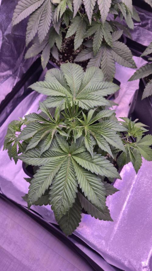 GG4 - FastBuds. Week 5