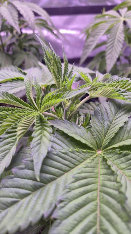 GG4 - FastBuds. Week 5