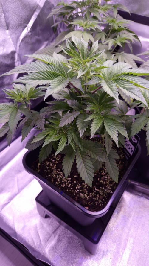 GG4 - FastBuds. Week 5