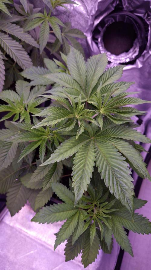 GG4 - FastBuds. Week 5