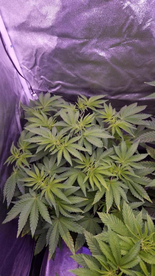 Fem10 - Photoperiodic TestSeed FastBuds. Week 6