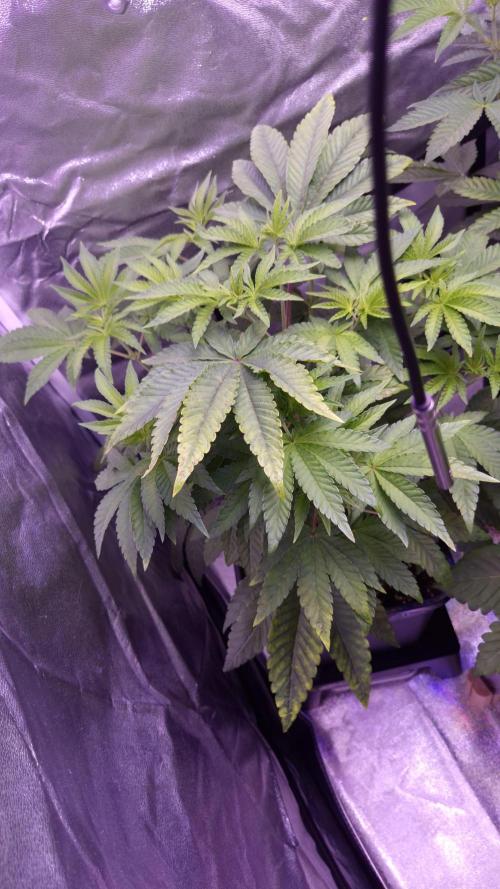 Fem10 - Photoperiodic TestSeed FastBuds. Week 6