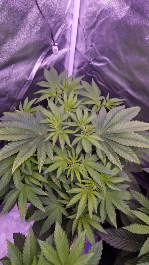 Fem10 - Photoperiodic TestSeed FastBuds. Week 6