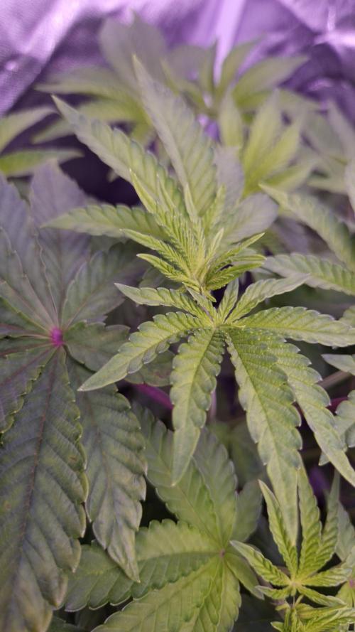 Fem10 - Photoperiodic TestSeed FastBuds. Week 6