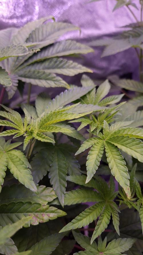 Fem10 - Photoperiodic TestSeed FastBuds. Week 6