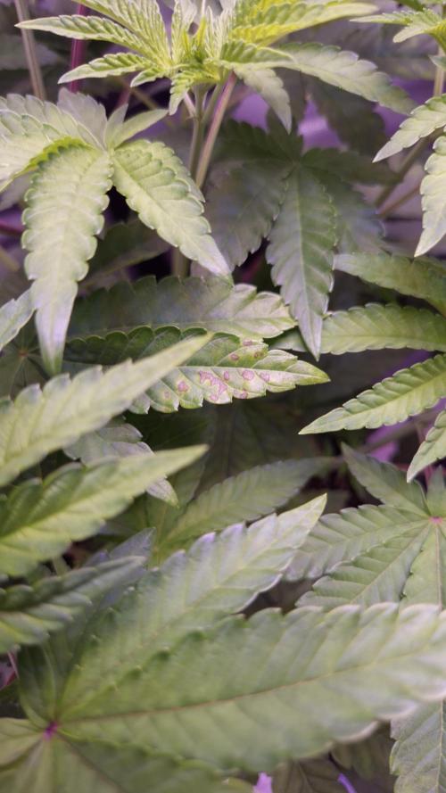 Fem10 - Photoperiodic TestSeed FastBuds. Week 6