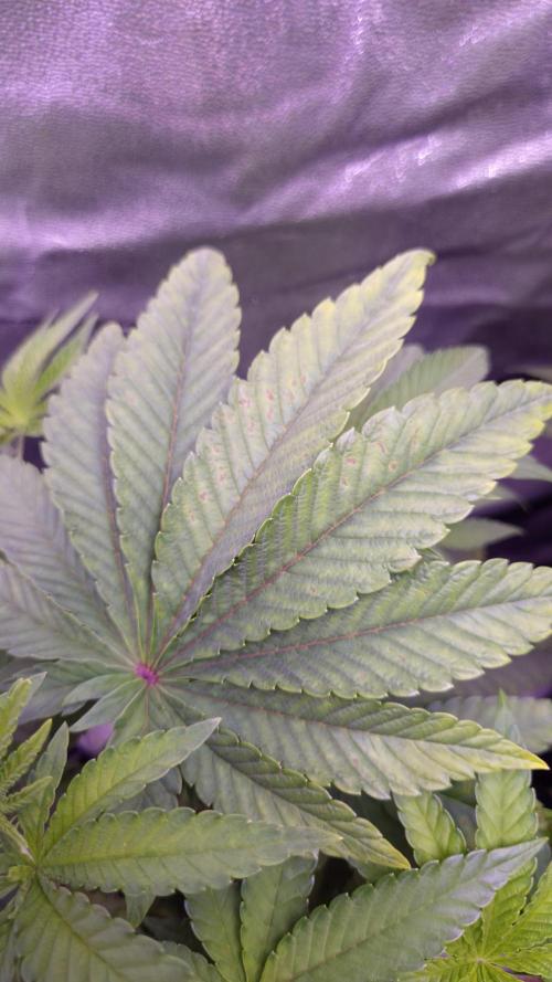 Fem10 - Photoperiodic TestSeed FastBuds. Week 6