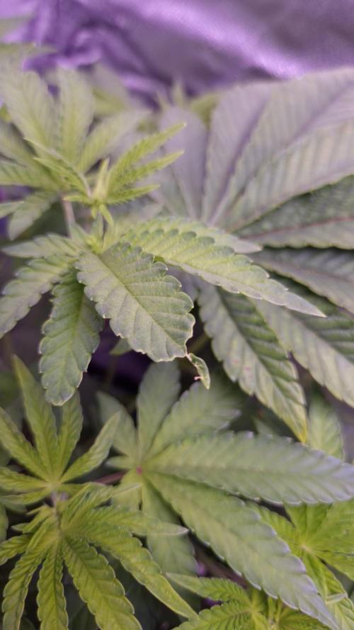 Fem10 - Photoperiodic TestSeed FastBuds. Week 6