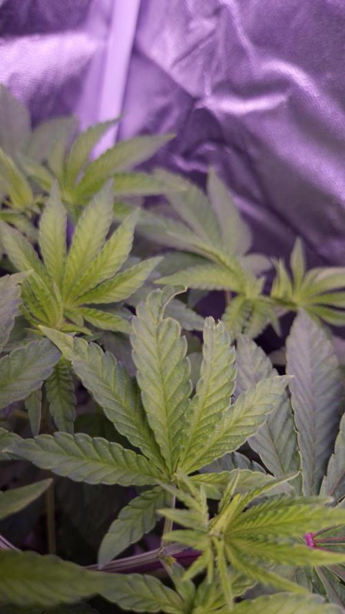 Fem10 - Photoperiodic TestSeed FastBuds. Week 6