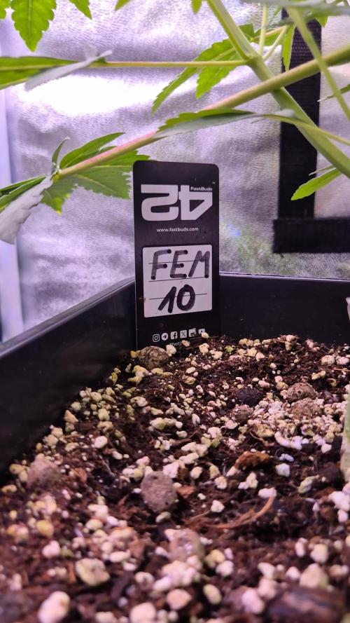 Fem10 - Photoperiodic TestSeed FastBuds