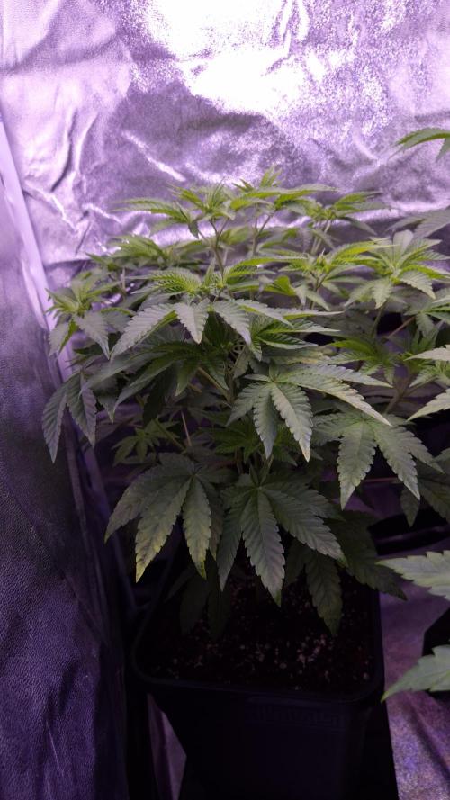 Fem10 - Photoperiodic TestSeed FastBuds. Week 6