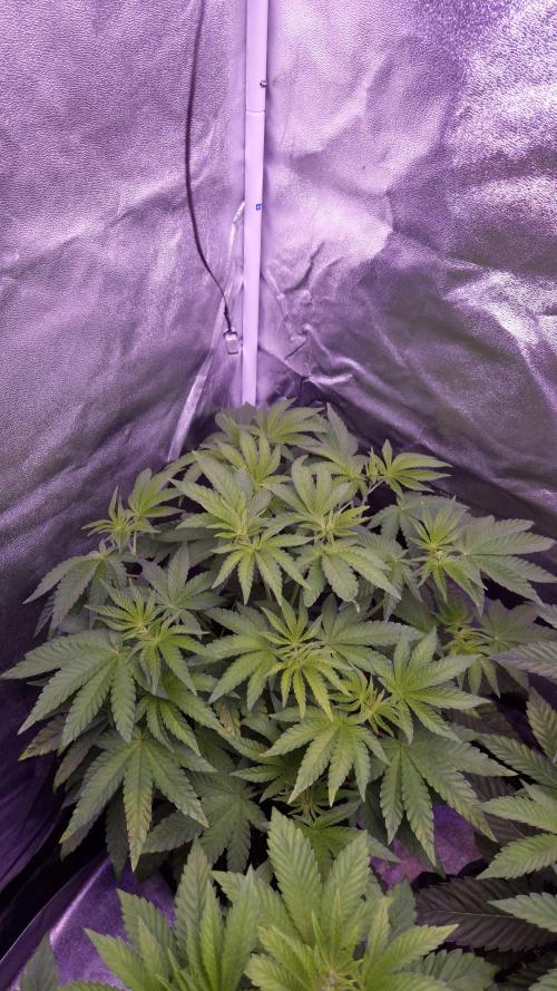 Fem10 - Photoperiodic TestSeed FastBuds. Week 6