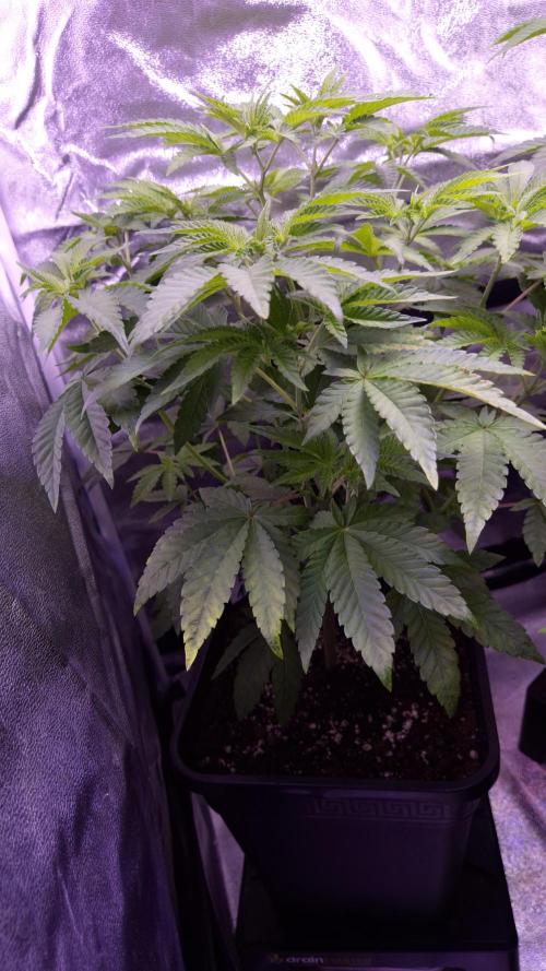 Fem10 - Photoperiodic TestSeed FastBuds. Week 6