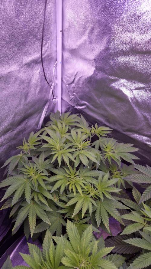 Fem10 - Photoperiodic TestSeed FastBuds. Week 6