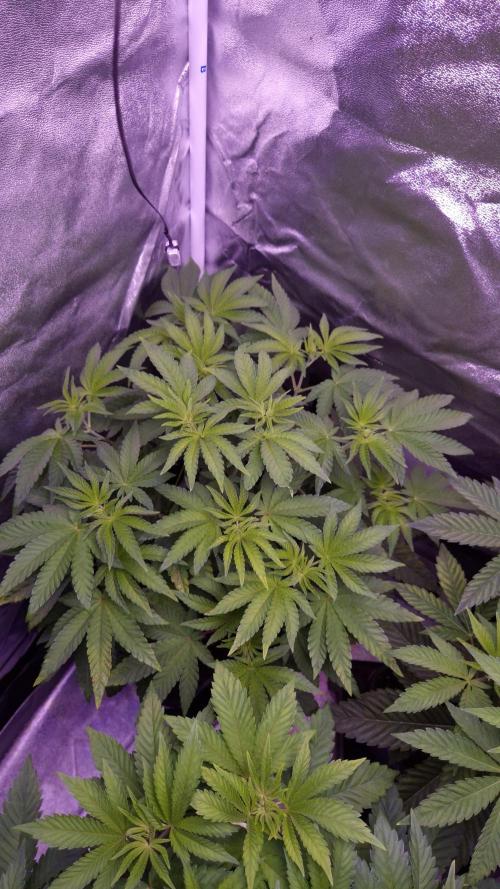 Fem10 - Photoperiodic TestSeed FastBuds. Week 6
