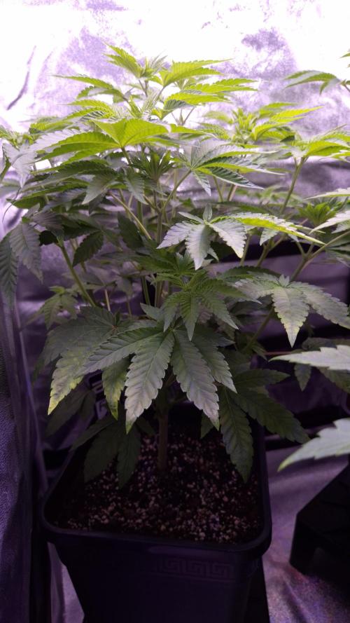 Fem10 - Photoperiodic TestSeed FastBuds. Week 6