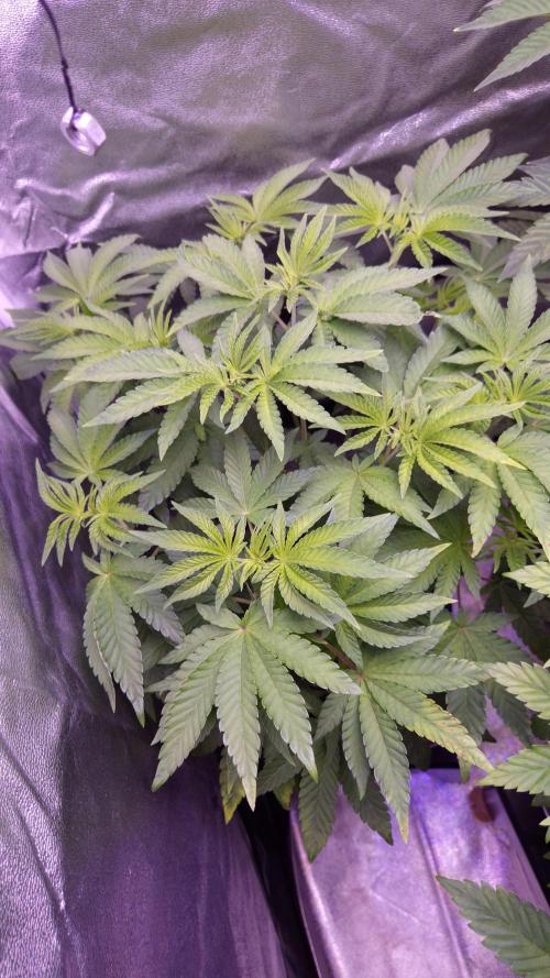 Fem10 - Photoperiodic TestSeed FastBuds. Week 6