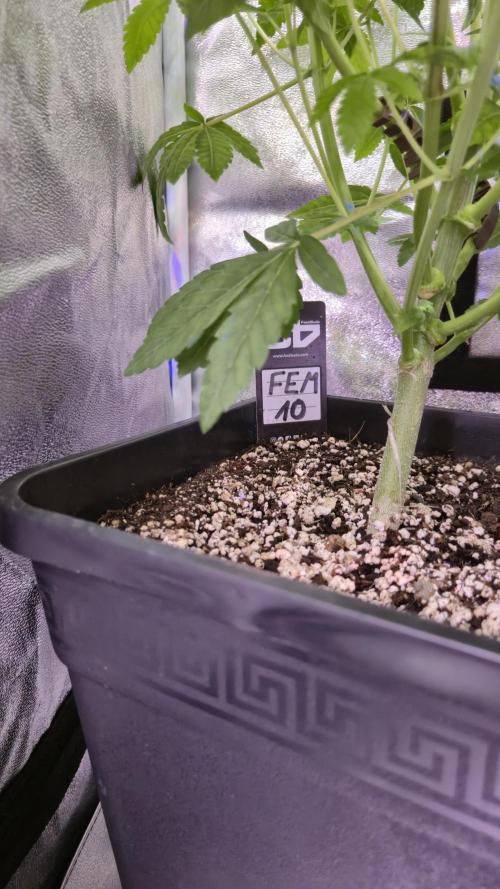 Fem10 - Photoperiodic TestSeed FastBuds. Week 7