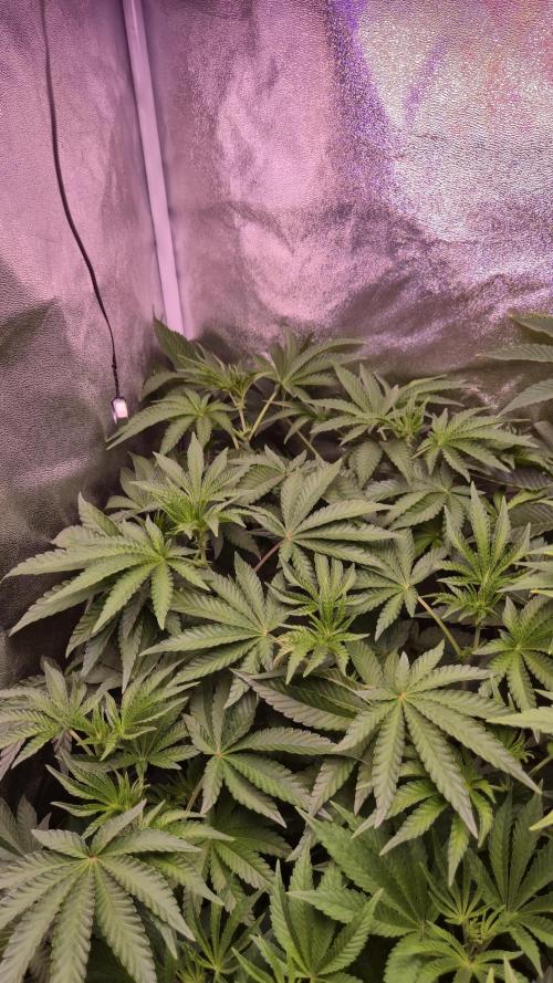Fem10 - Photoperiodic TestSeed FastBuds. Week 7