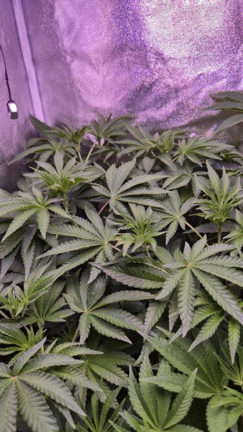 Fem10 - Photoperiodic TestSeed FastBuds. Week 7